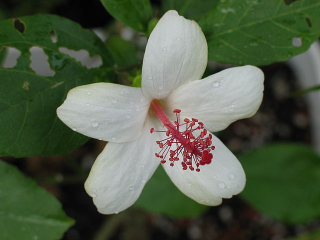 Koki'o Kea Indigenous Flower Essence