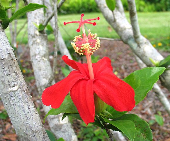 Koki'o 'Ula Indigenous Flower Essence